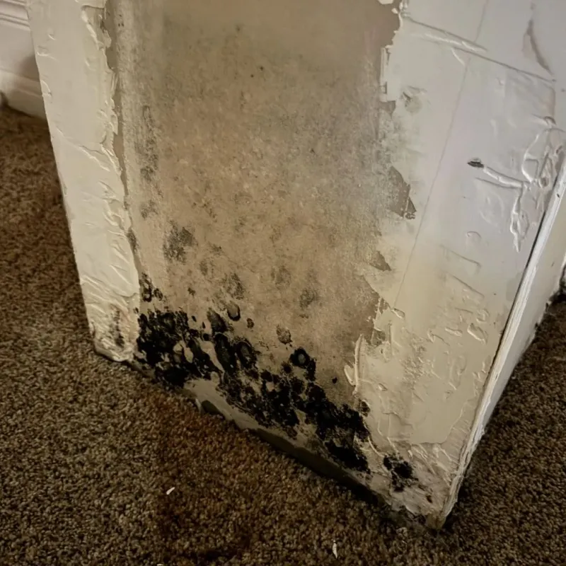 Professional Mold Removal in Montpelier, ID